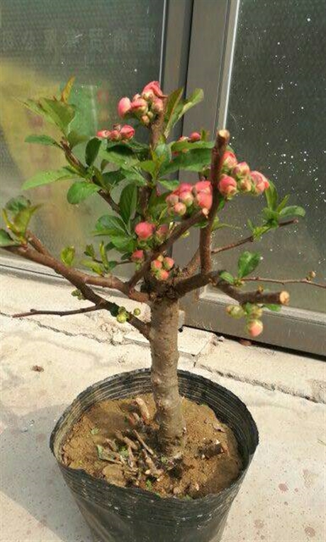 富贵王子海棠小苗