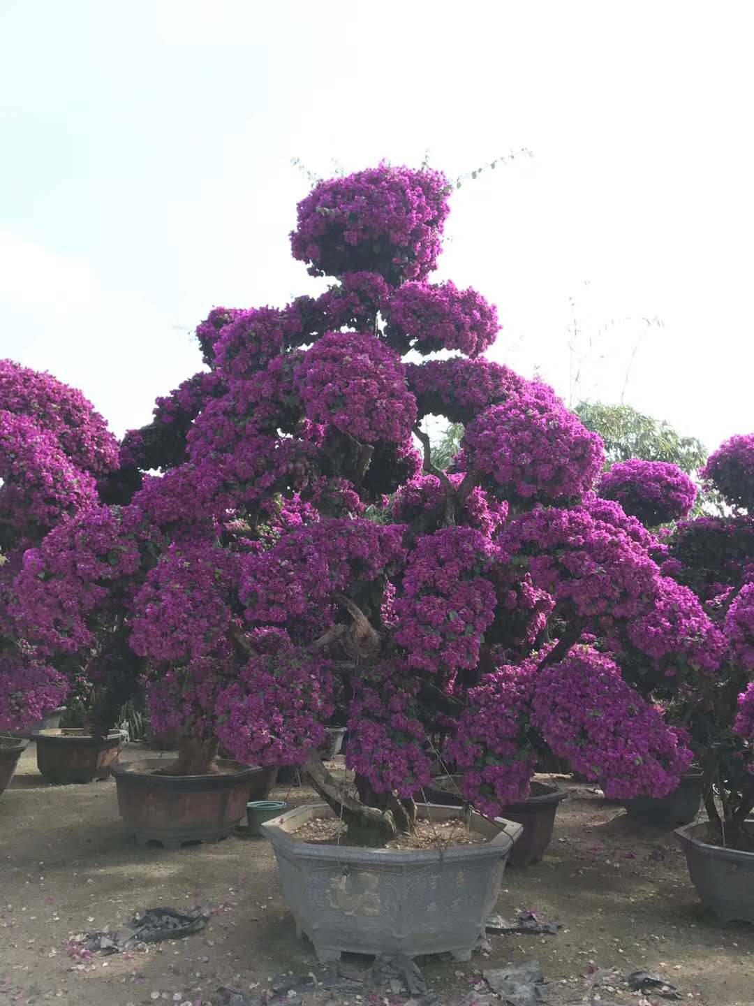 高度3米冠幅2米三角梅桩头