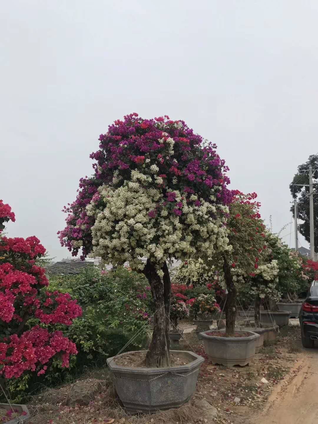 三角梅桩头盆景多少钱一盆