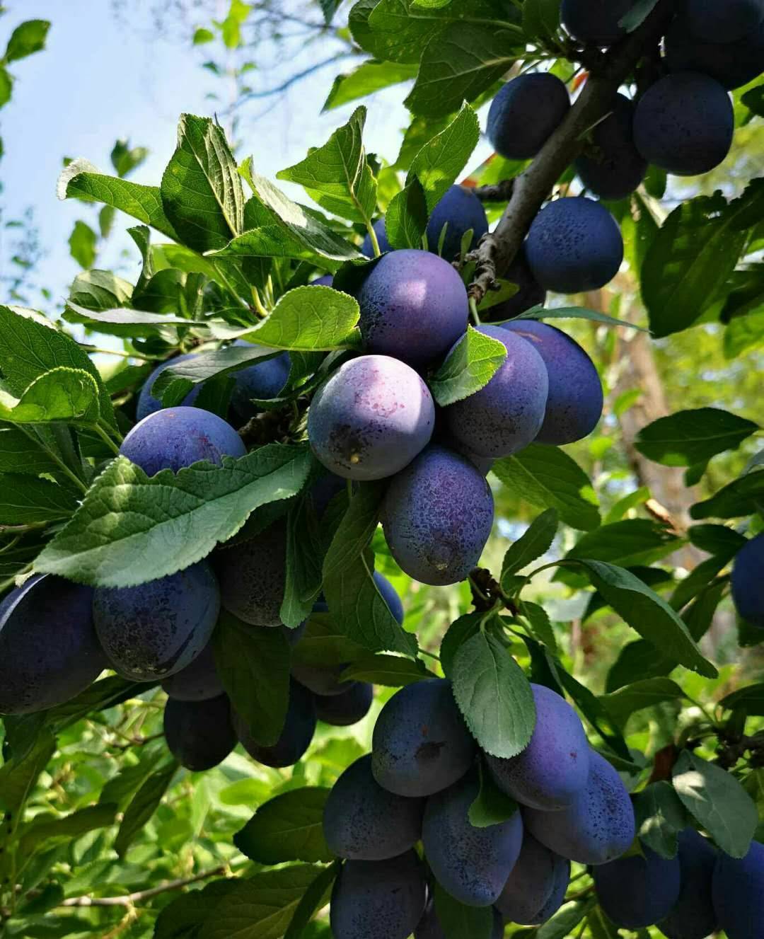 1公分的西梅蓝蜜李子苗多少钱一棵