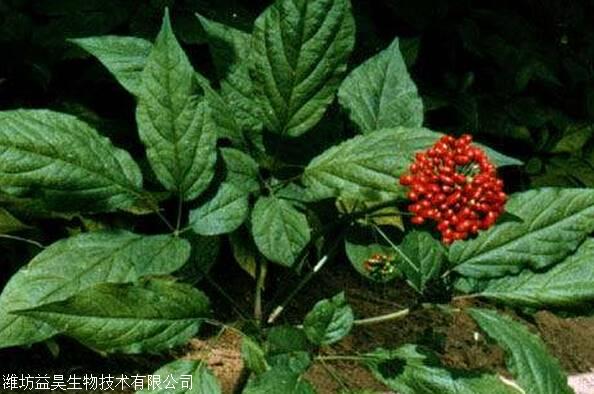 有机肥发酵剂发酵菌肥种植人参