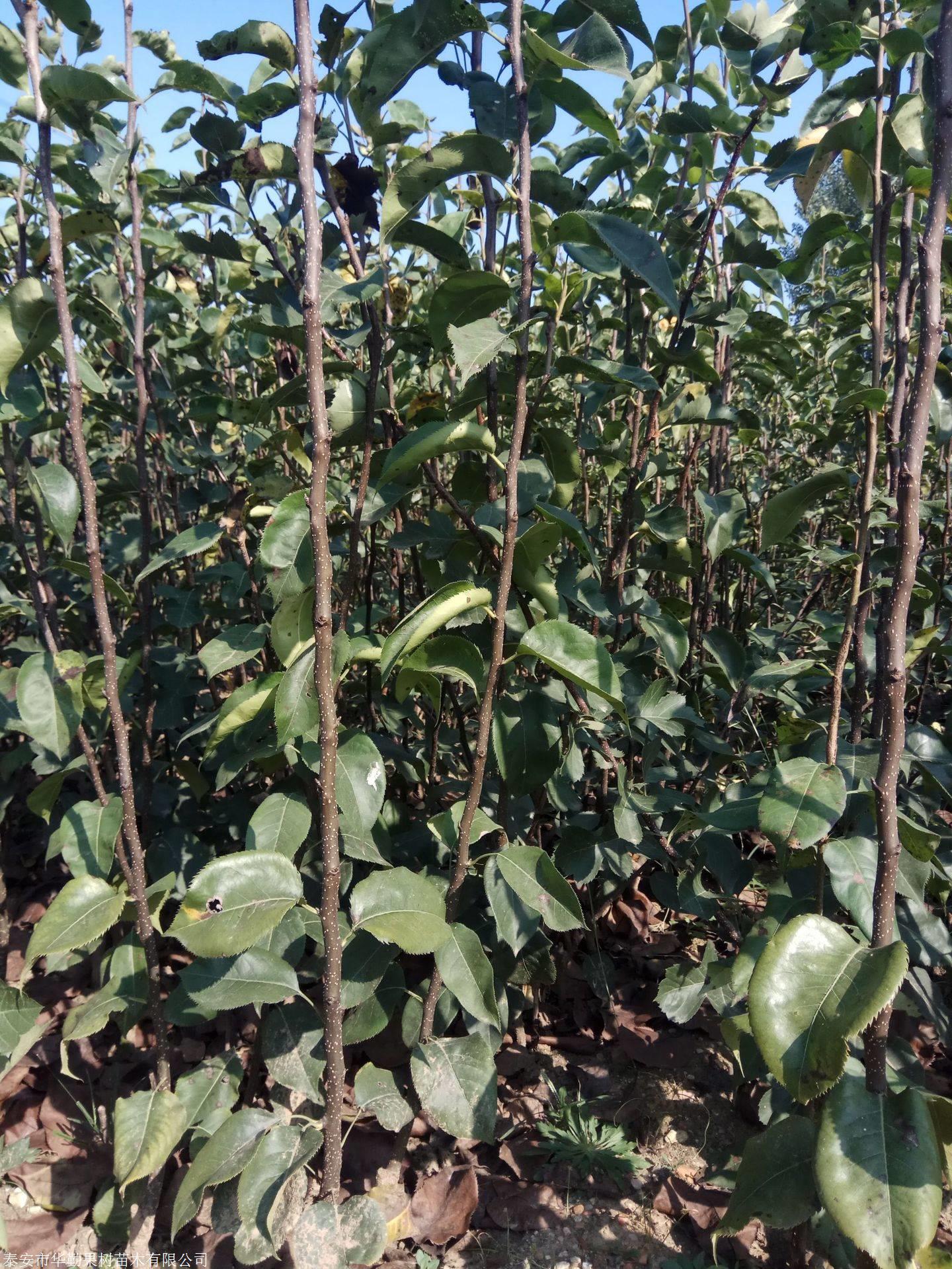 山东一公分早酥红梨树苗价格