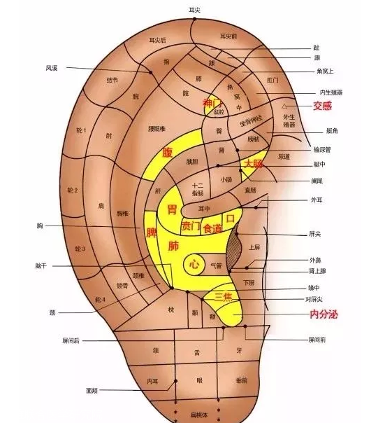 耳部反射区图解 五脏图片