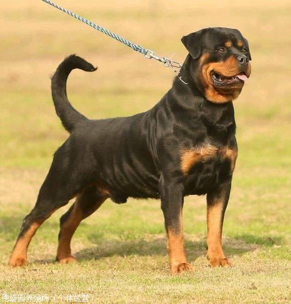 血统罗威那饲养及防疫