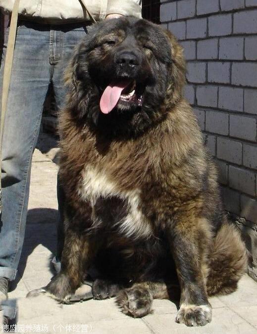 高加索能长多大