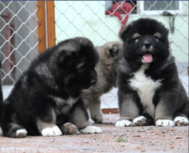 高加索犬身高體重高加索犬公犬體高在68釐米以上,母犬不得低於64釐米.