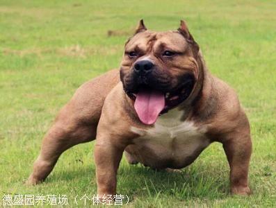 世界上最大的比特犬图片
