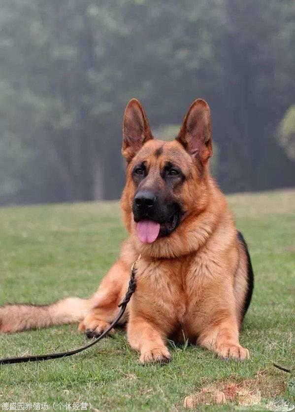 血统德国牧羊犬哪有卖的多少钱