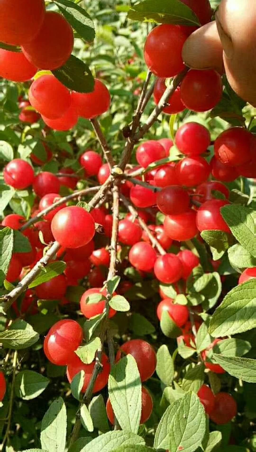 钙果多少钱一斤钙果种植技术栽培