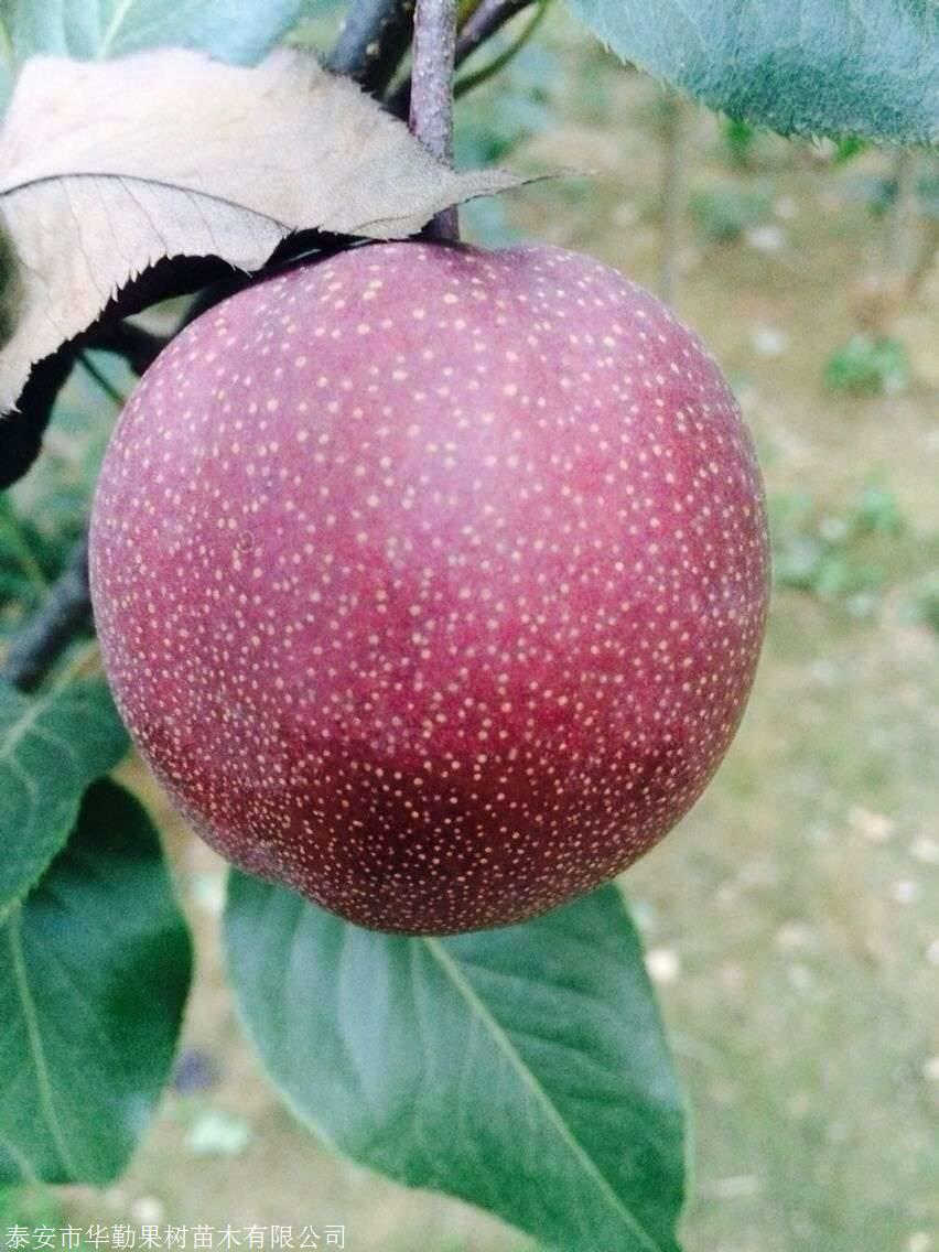 1公分奥红一号红梨种植技术