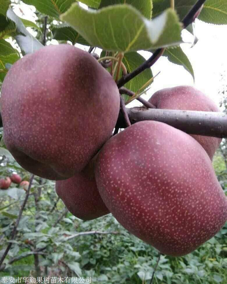 1公分奥红一号红梨种植技术