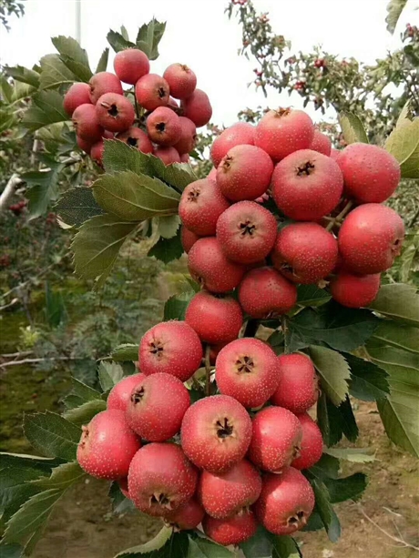 山楂的營養價值山楂苗批發