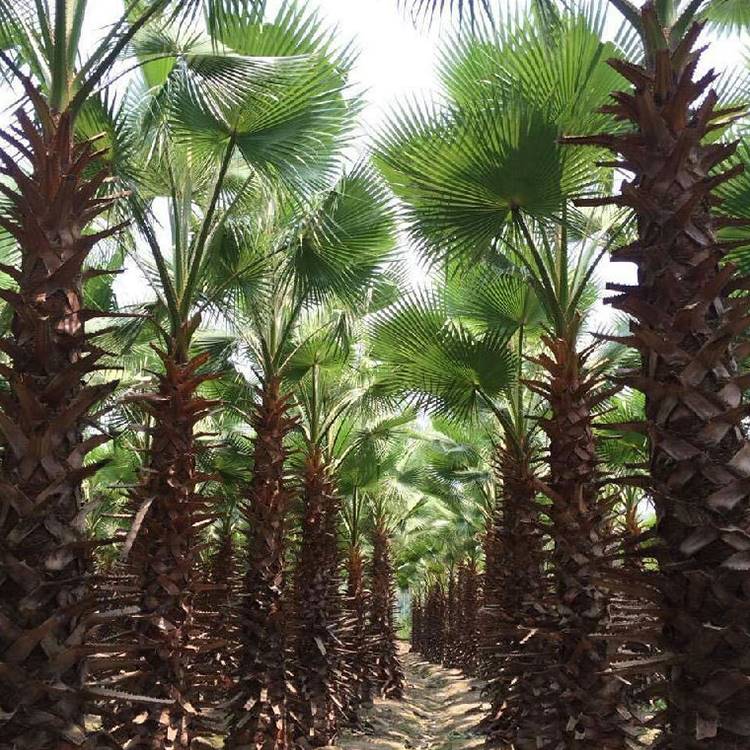 产地直销米径6公分老人葵袋苗地苗假植苗