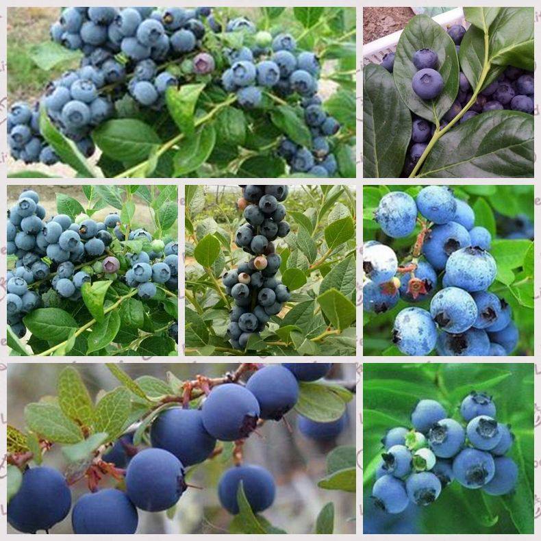 蓝丰蓝莓苗品种多少钱