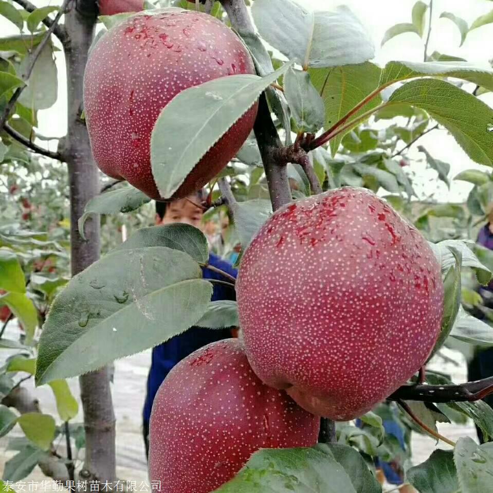 山东奥红一号红梨树苗育苗基地