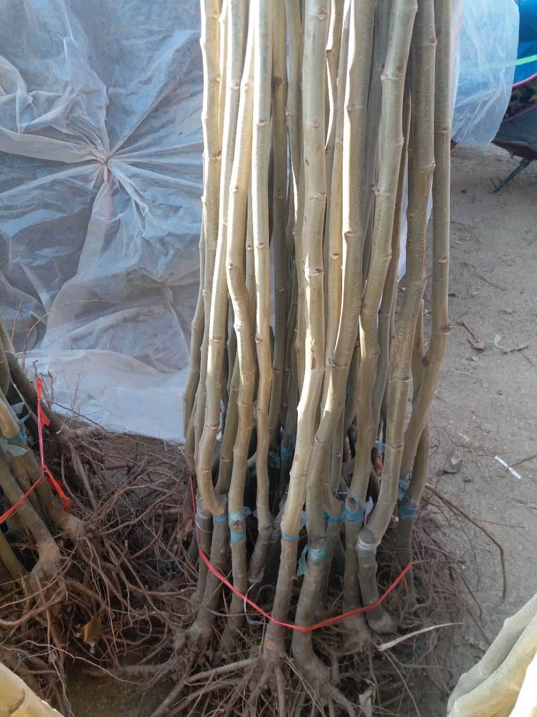 板栗苗板栗苗品种