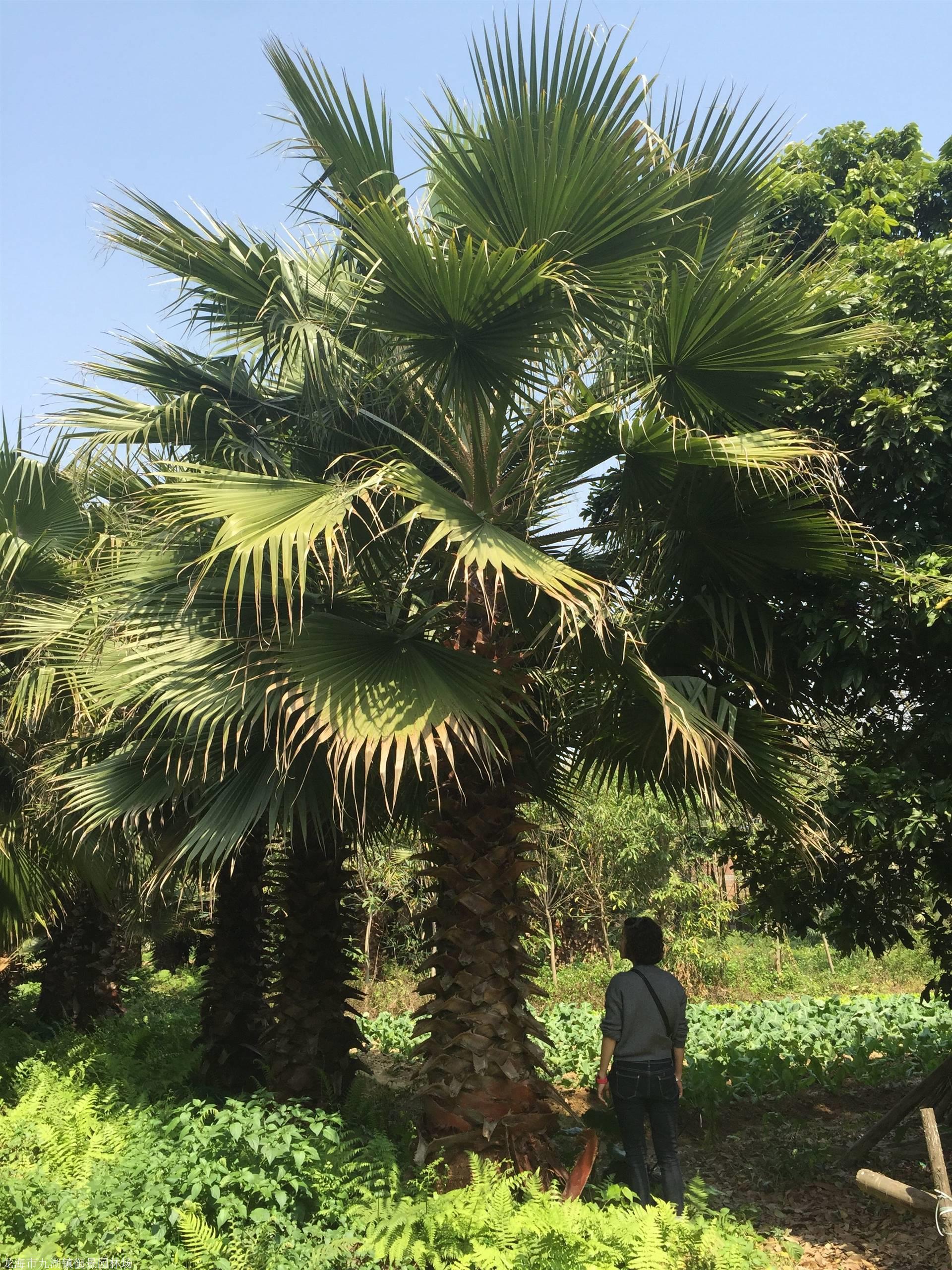 杆高6米老人葵价格 杆高4米老人葵价格 杆高5米老人葵价格