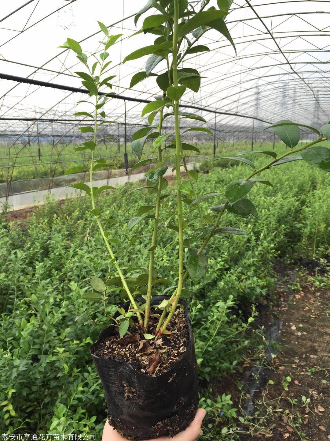 蓝莓扦插育苗管理技术