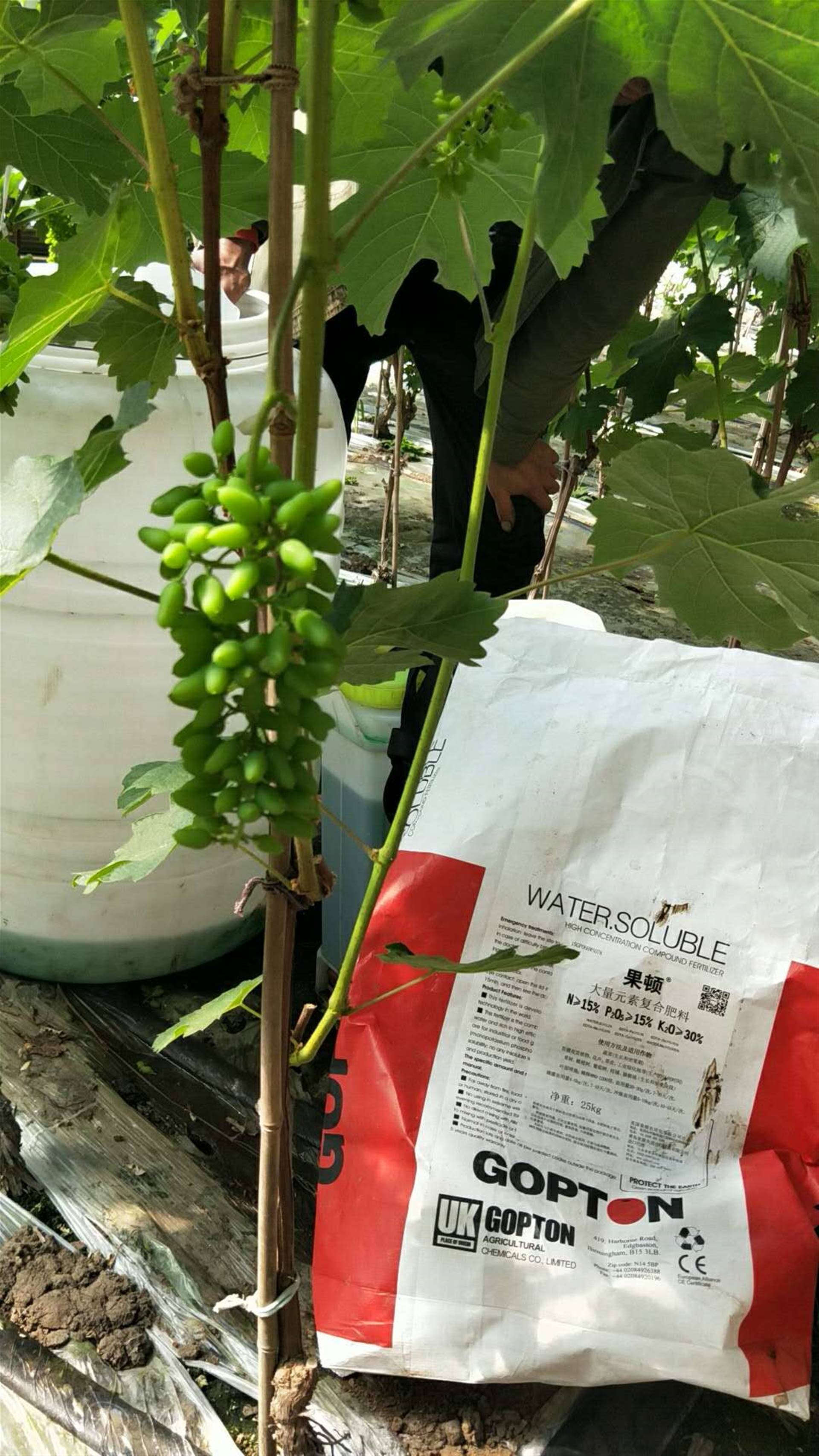 英国原包进口果顿大量元素水溶肥151530高磷高钾促花膨