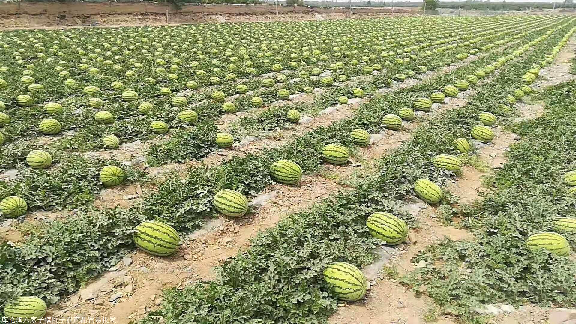 宁夏西瓜代办代收 宁夏中卫硒砂瓜代办代收 宁夏西瓜价格