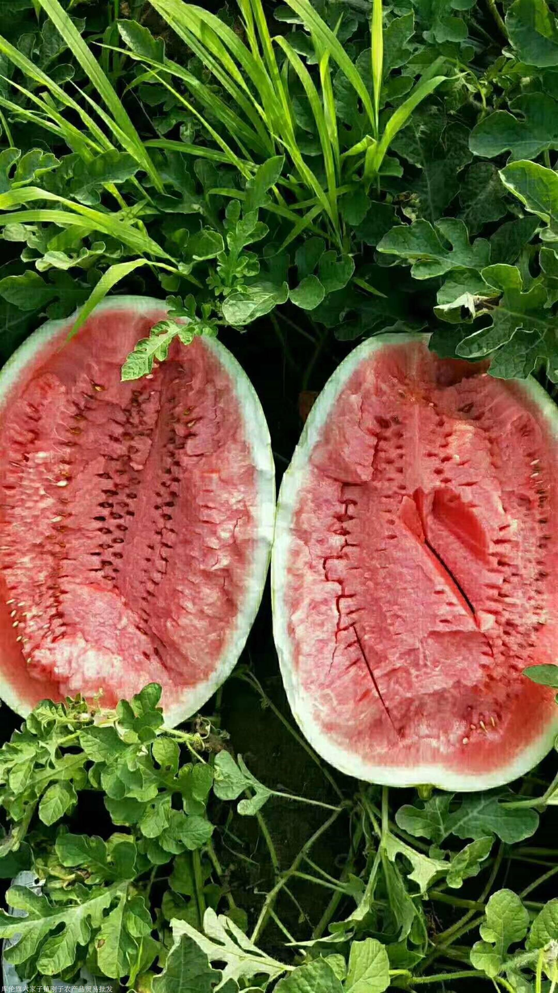 安徽西瓜代办代发安徽砀山西瓜代收代办安徽砀山西瓜批发价格