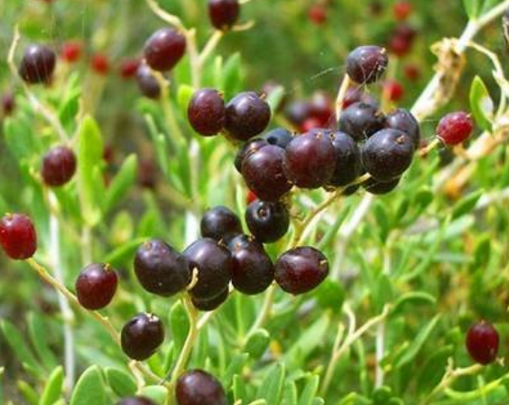 小果白刺提取物 酸胖叶全粉200目 白刺果粉 小果白刺叶浓缩粉