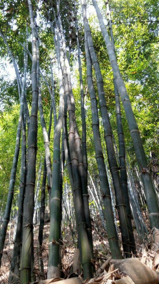 苗圃林木紫竹及巨黄竹