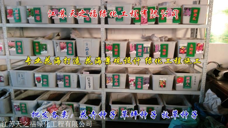 西双版纳番红花图片
