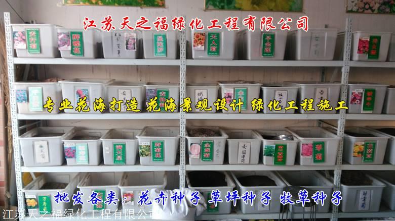 湛江光叶紫花苕质优价廉