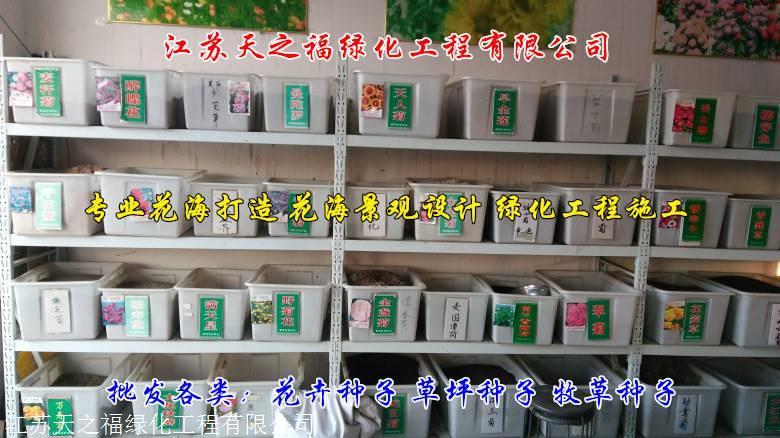 湛江风雨兰质优价廉