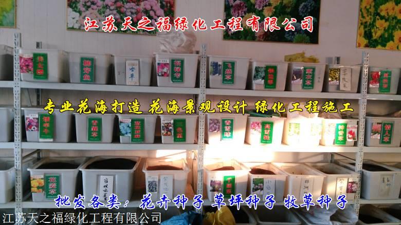 张掖酢浆草种子公司