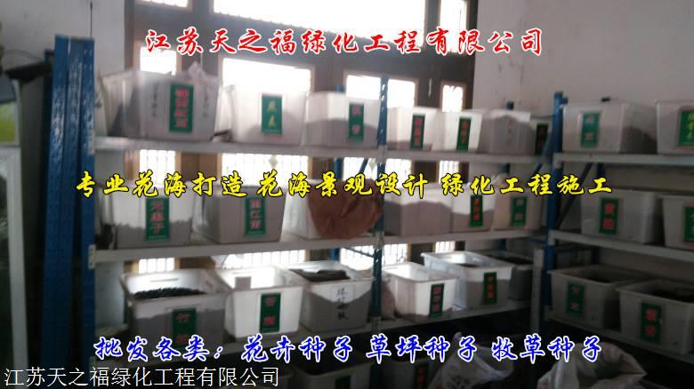 西安养牛牧草种子供应
