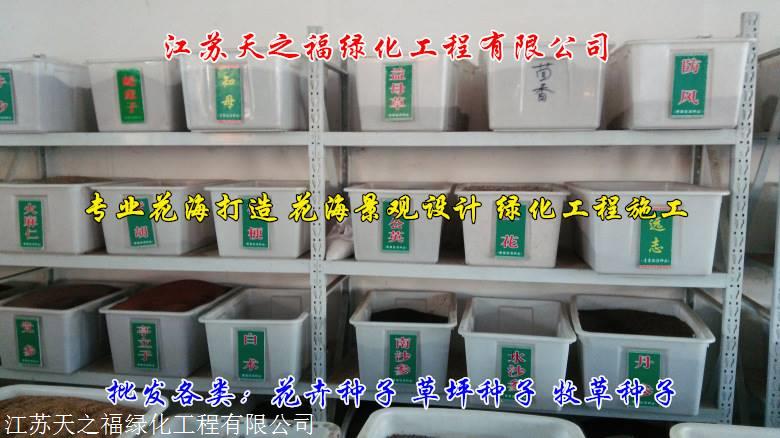 永州红花三叶草种子哪种好