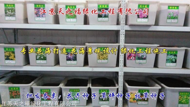 吴忠百合种子供应