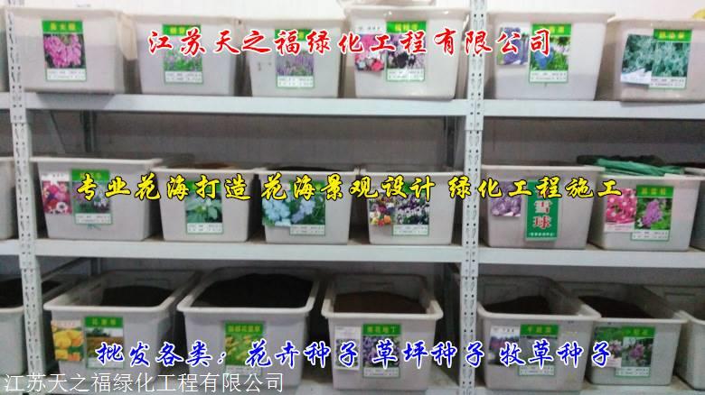达州进口郁金香种球什么价