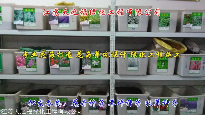 延安百日菊种子什么价