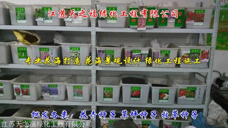张掖酢浆草种子公司