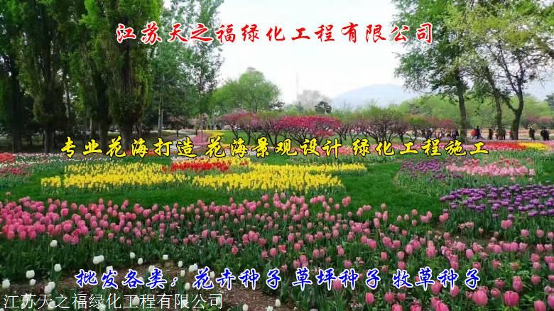 山南三叶草种根厂家直供