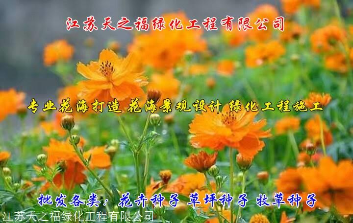 山西紫云英质优价廉