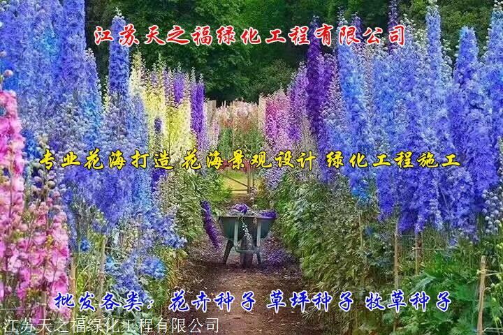 七台河剑兰种根哪里有卖