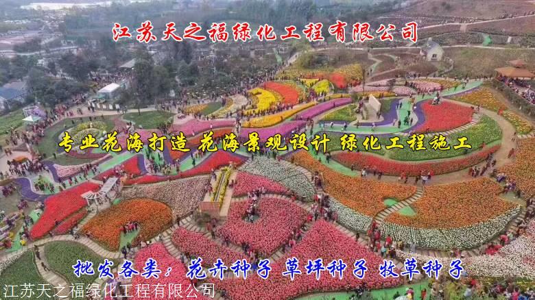 西安养牛牧草种子供应