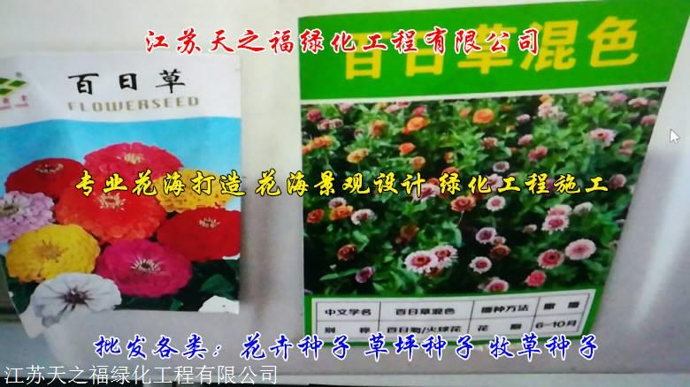 克孜勒耐寒紫花苜蓿种子供应