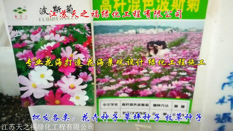 西安养牛牧草种子供应