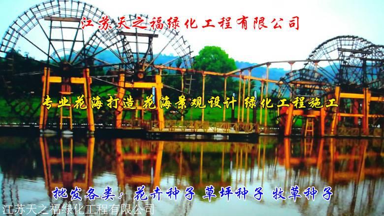 克孜勒耐寒紫花苜蓿种子供应