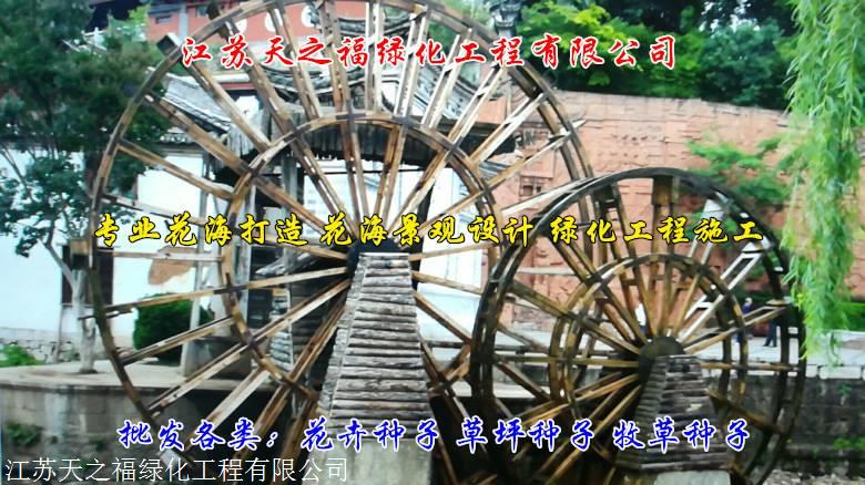 张家口番红花供应商