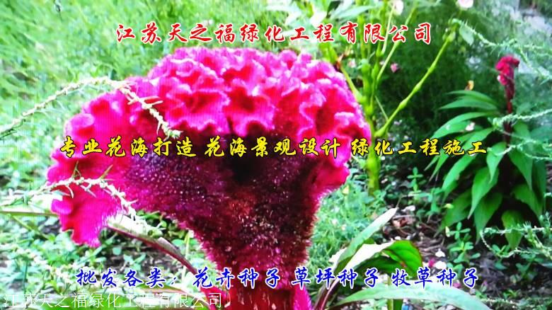 赤峰百喜草种子报价