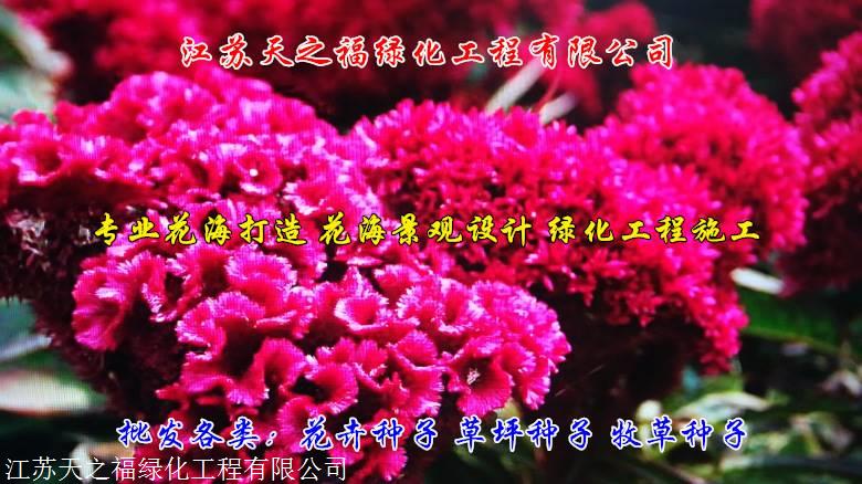 吴忠百合种子供应