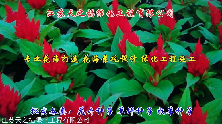南通山毛豆种子近期行情