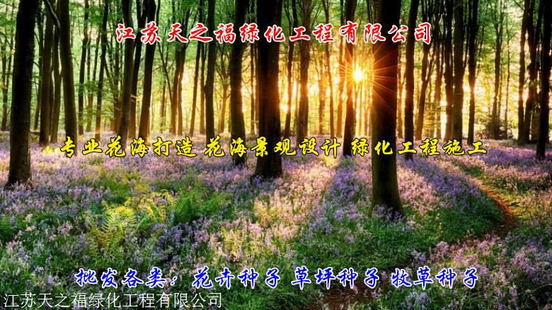 七台河剑兰种根哪里有卖