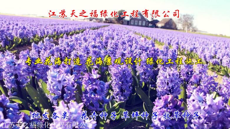 咸阳进口郁金香种球价钱如何